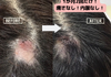 髪・頭皮ケア